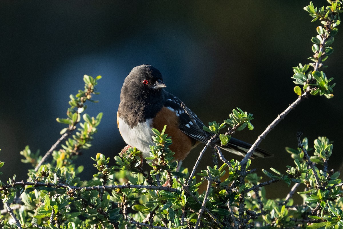 Benekli Tovi - ML646458853