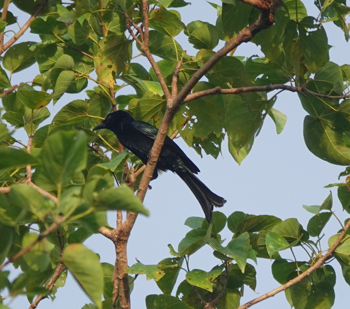 Ashy Drongo - ML646458854