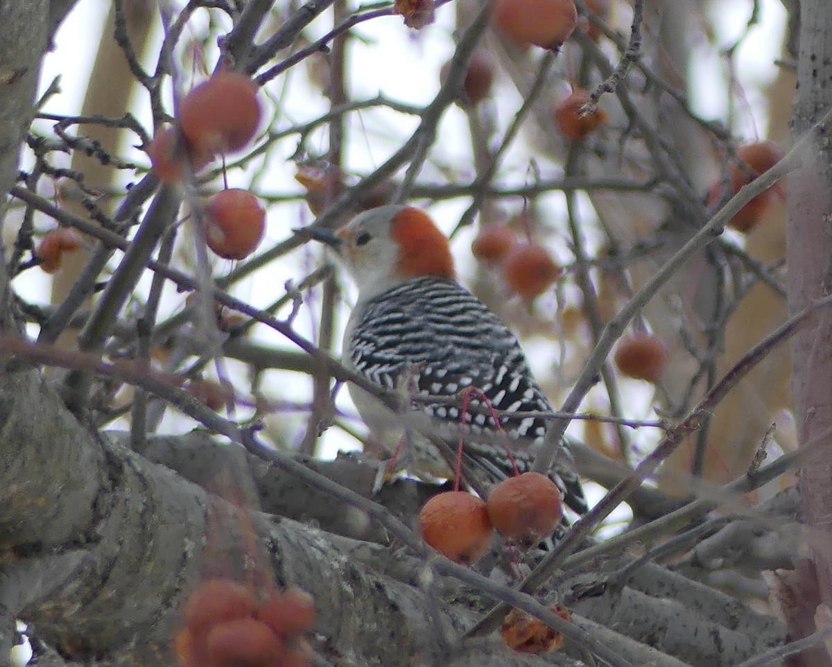 Red-bellied Woodpecker - ML646458857