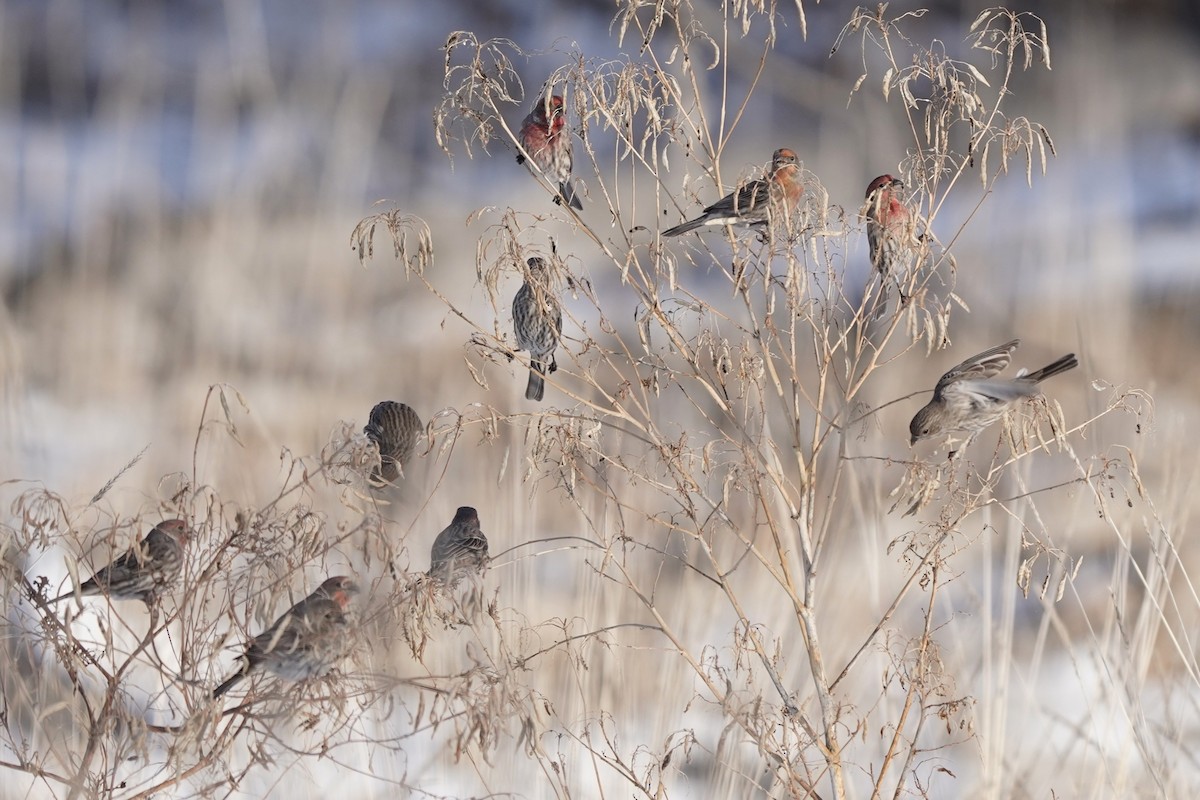 House Finch - ML646458859