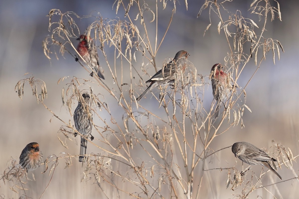 House Finch - ML646458860