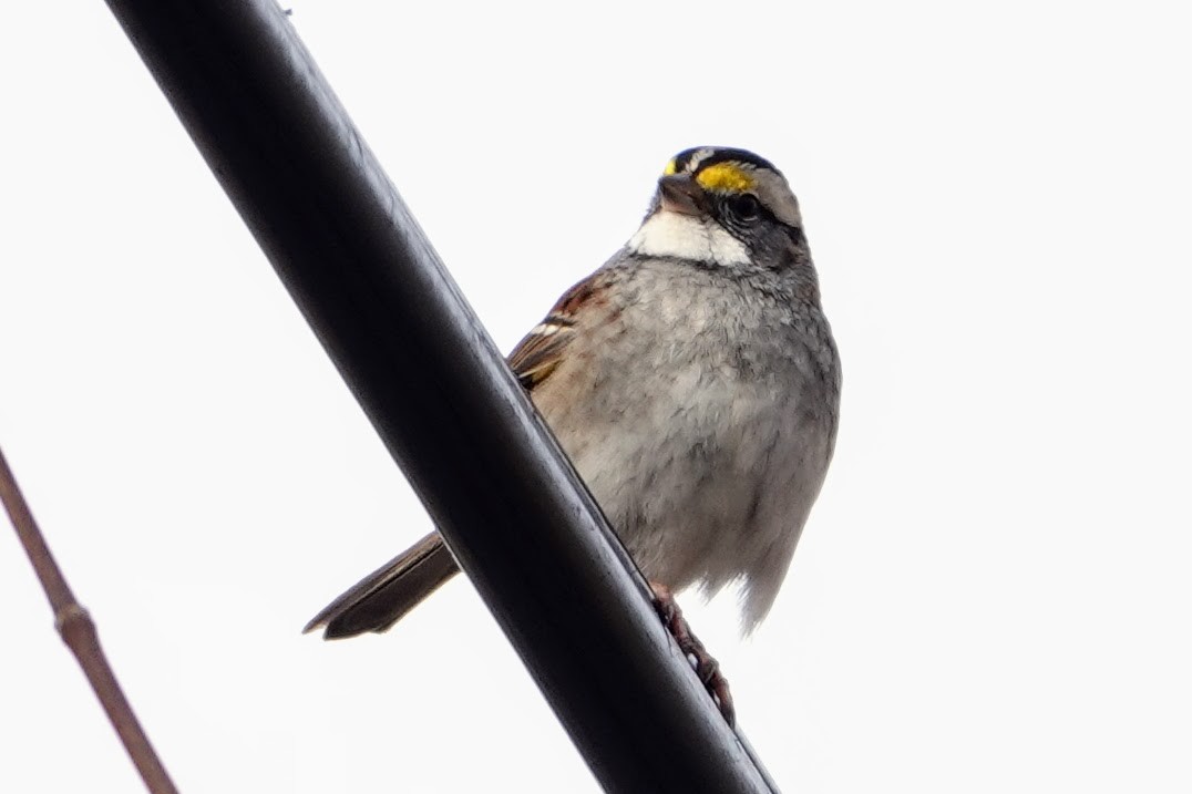 White-throated Sparrow - ML646458861