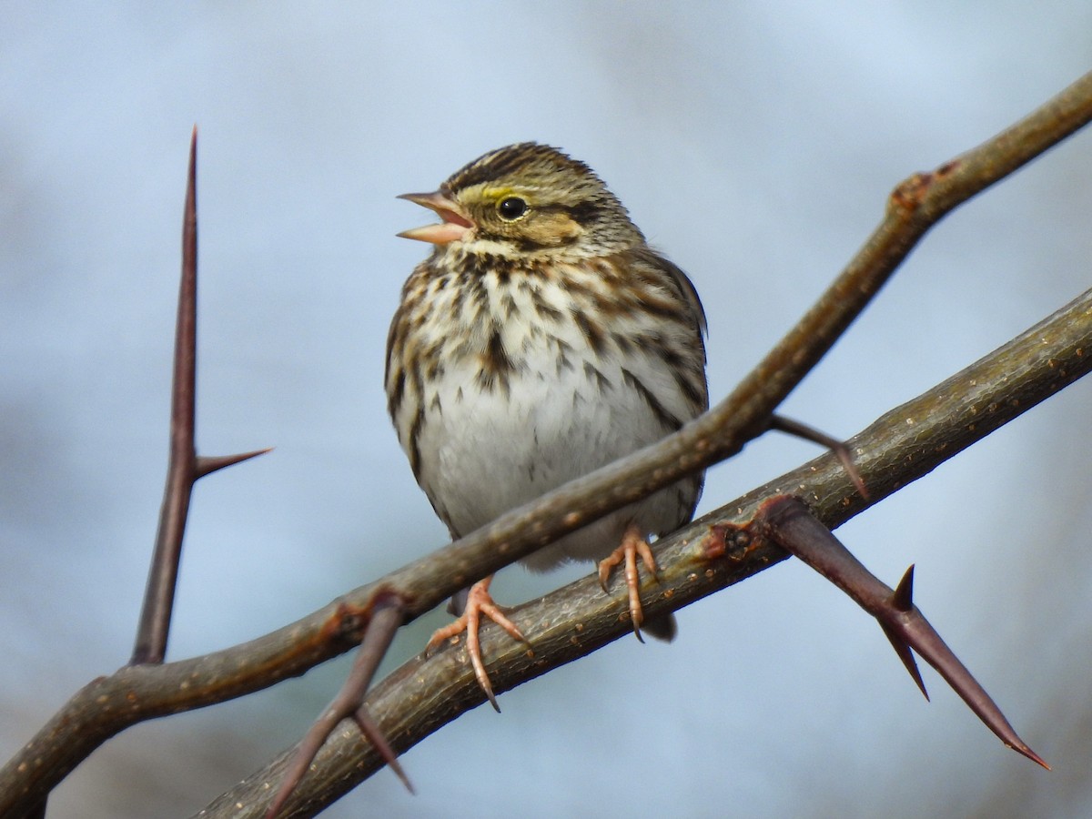 Savannah Sparrow - ML646458862