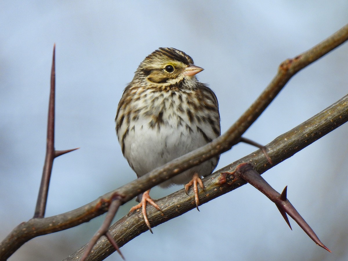 Savannah Sparrow - ML646458863