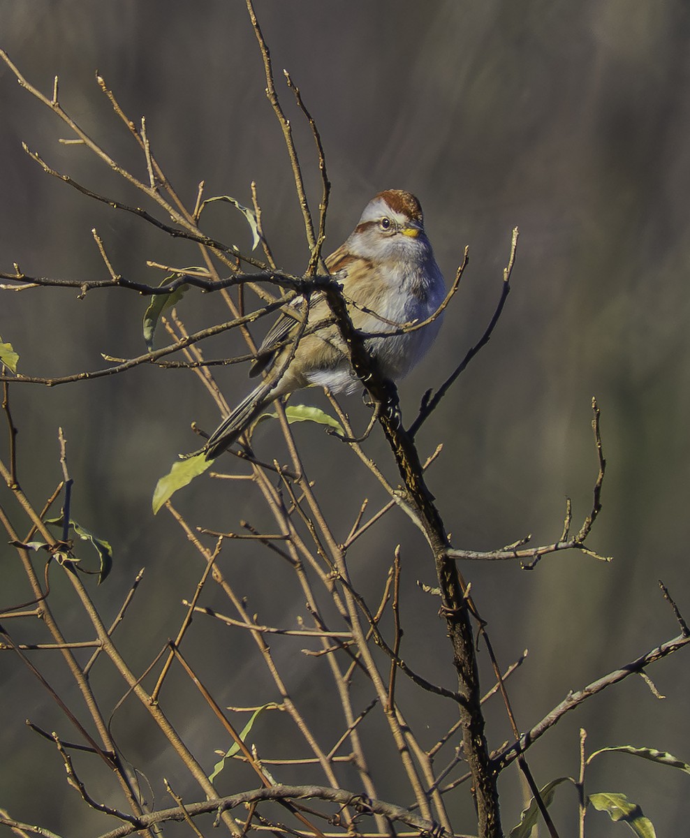 Пасовник північний - ML646458865