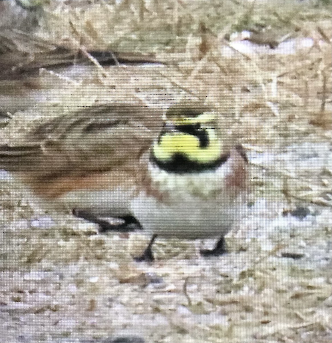 ハマヒバリ - ML646458867