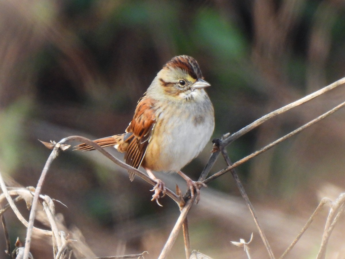 Swamp Sparrow - ML646458868
