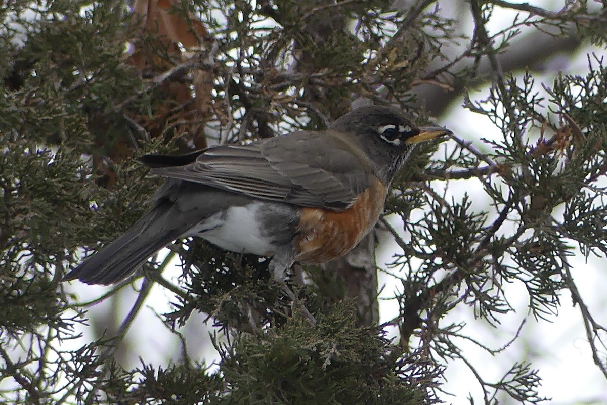 American Robin - ML646458869