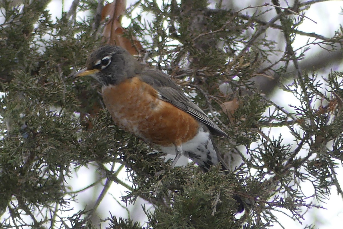 American Robin - ML646458870