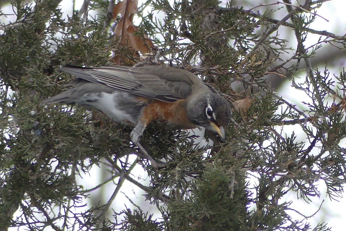 American Robin - ML646458871