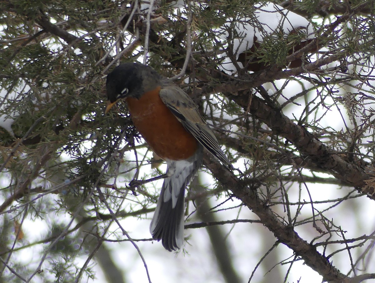 American Robin - ML646458872