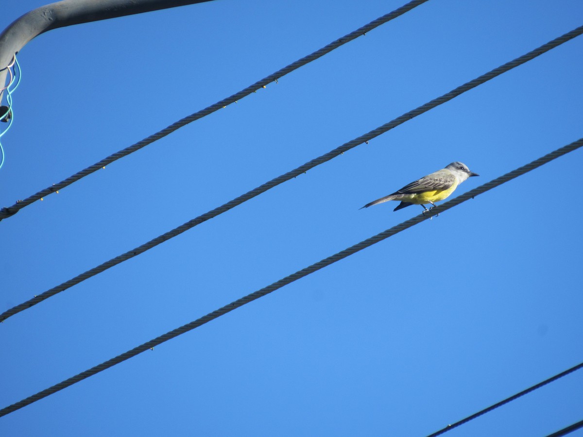 Tropical Mockingbird - ML646458874