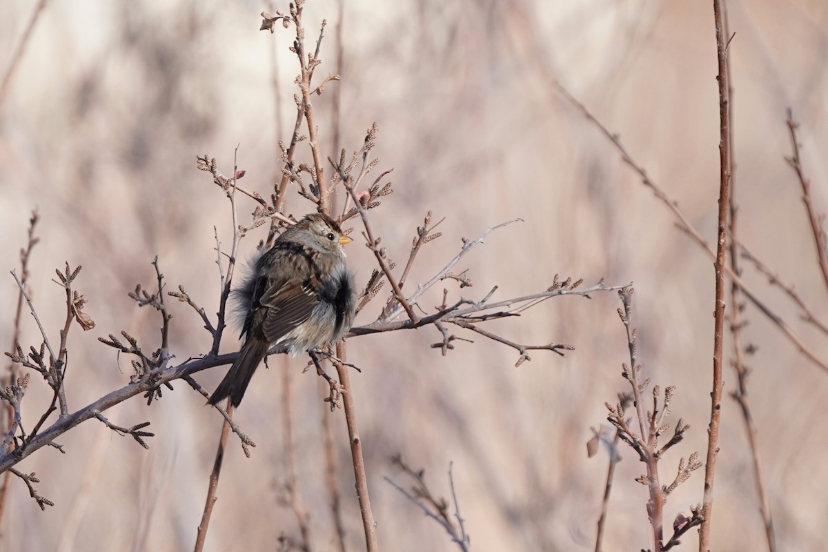 hvitkronespurv - ML646458876