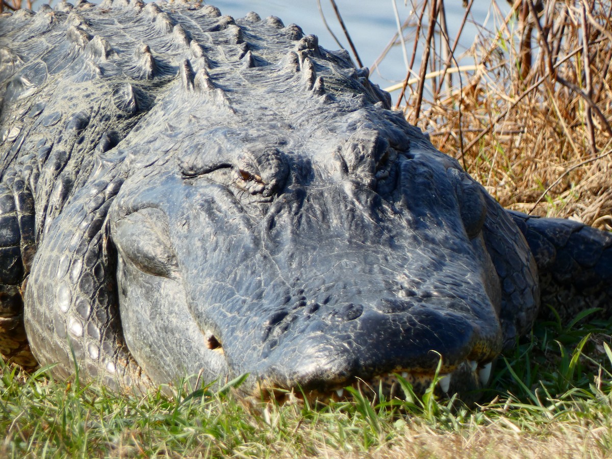 美國短吻鱷 - ML646458877