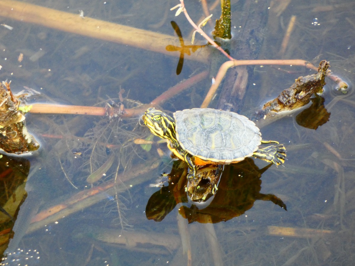 納氏偽龜 - ML646458878