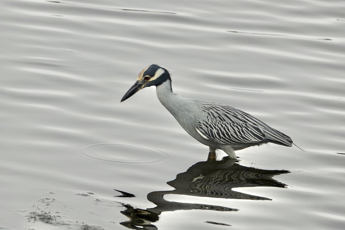 kvakoš žlutočelý - ML646458881