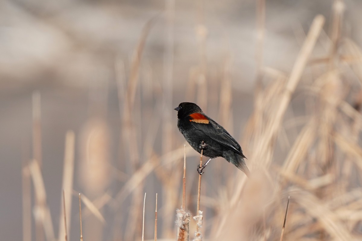 rødvingetrupial - ML646458882