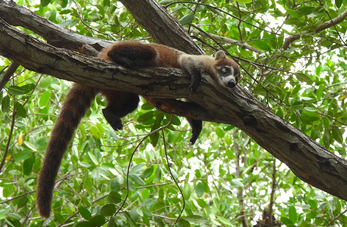 Coatis - ML646458883