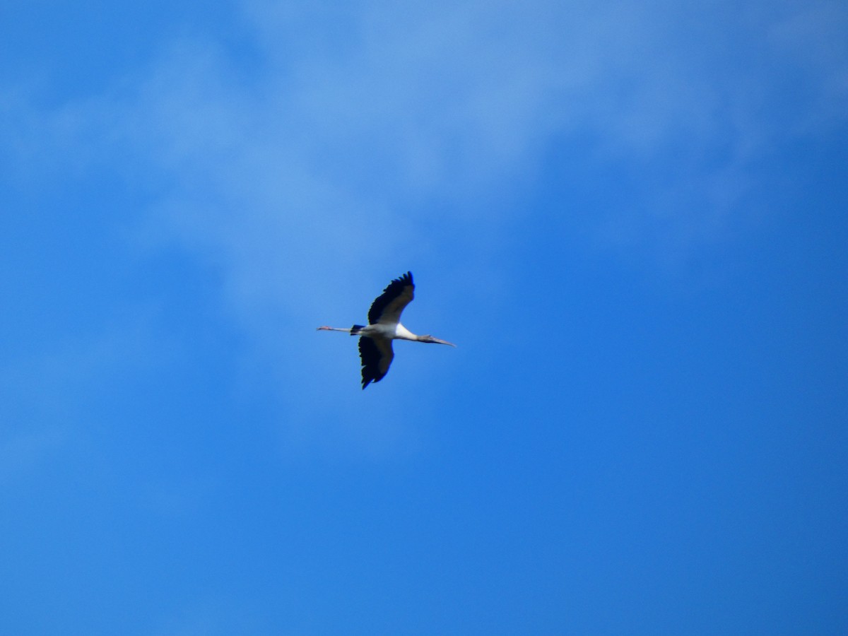 Wood Stork - ML646458884