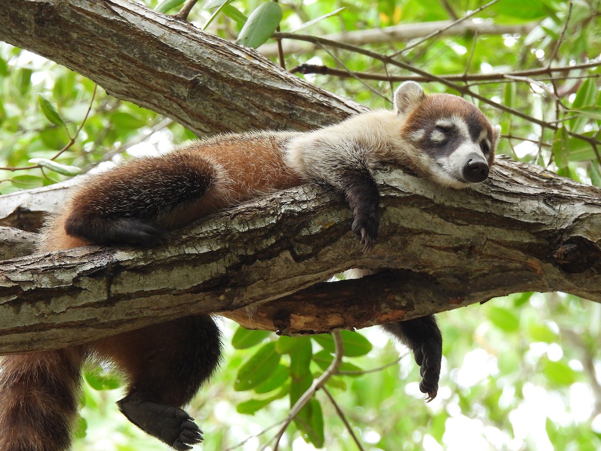 Coatis - ML646458885