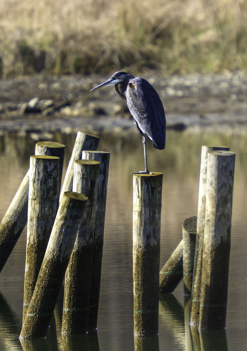 Great Blue Heron - ML646458888