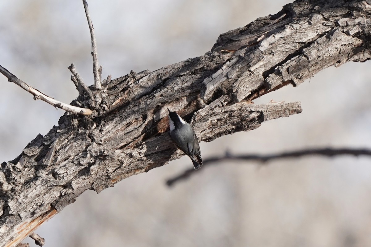 White-breasted Nuthatch - ML646458890