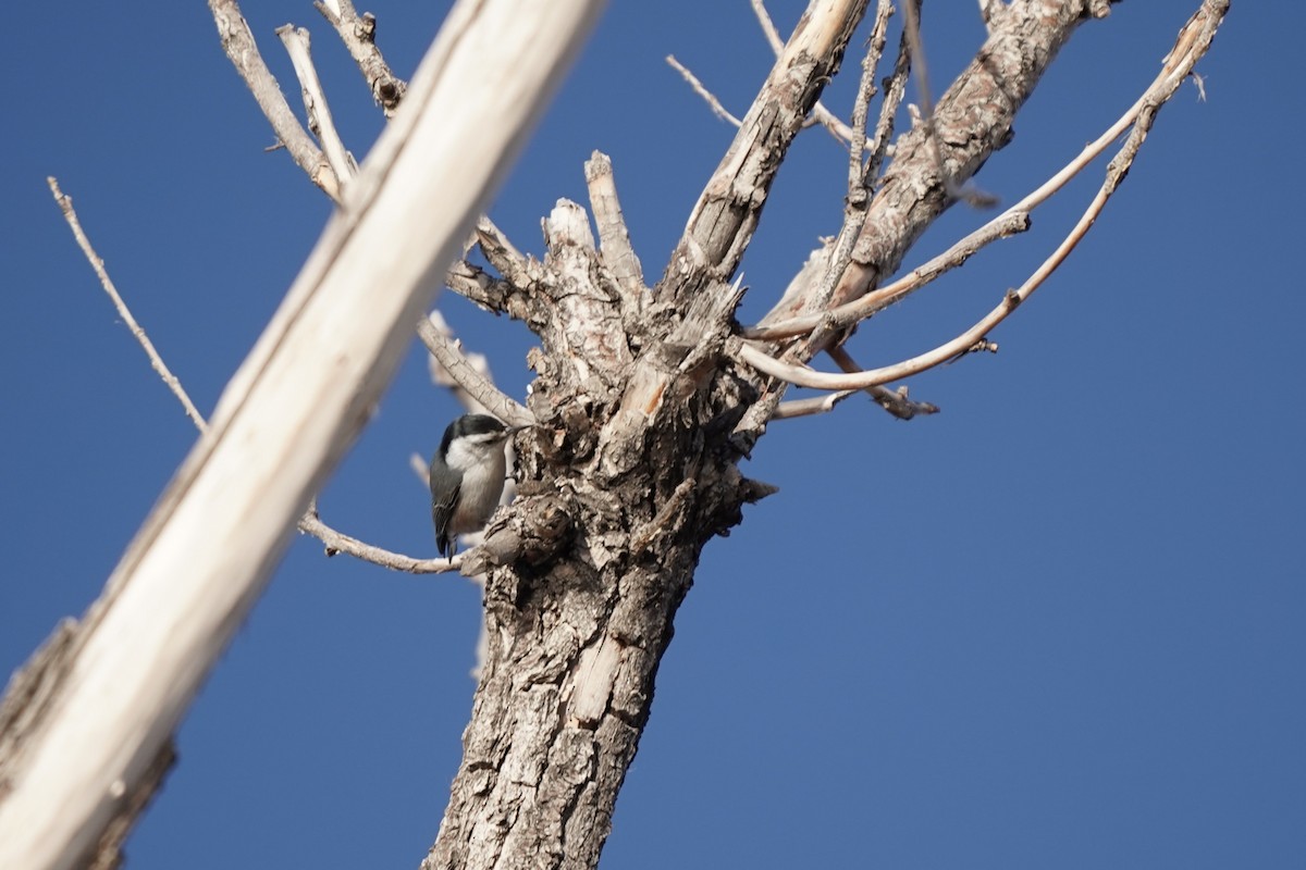 White-breasted Nuthatch - ML646458891