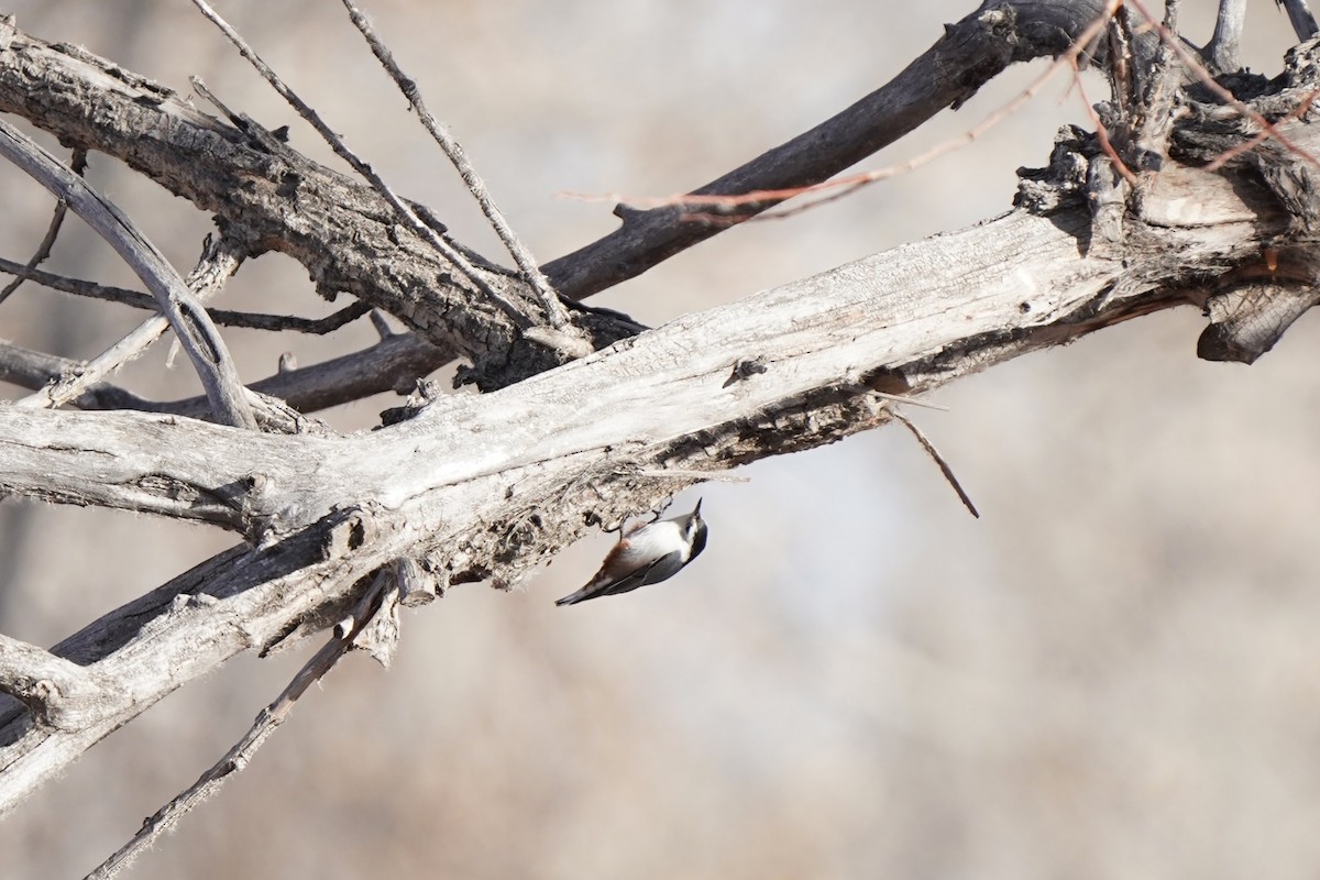 White-breasted Nuthatch - ML646458892