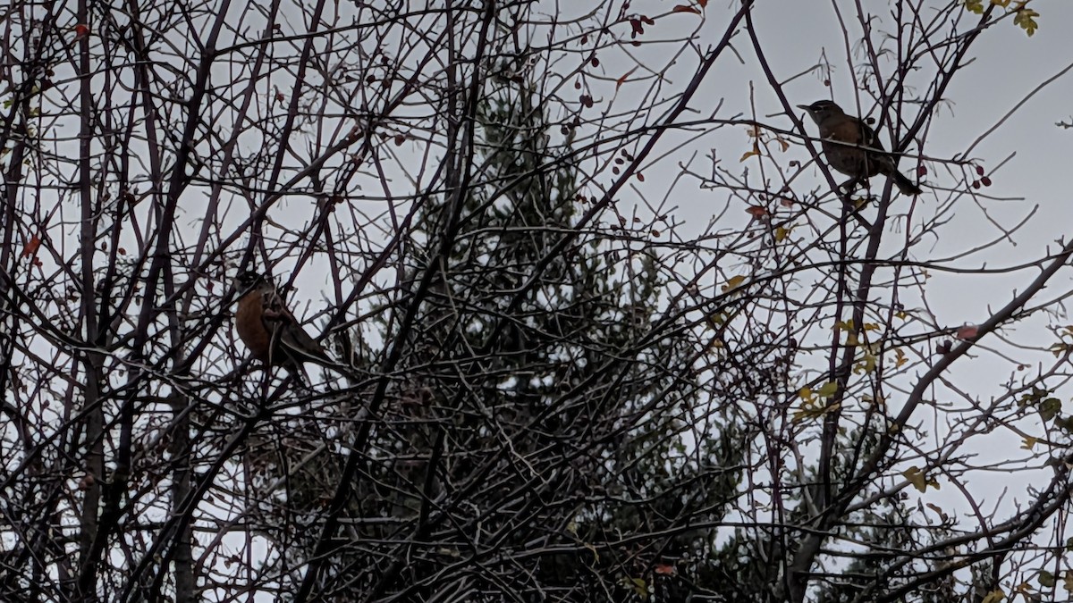 American Robin - ML646458898