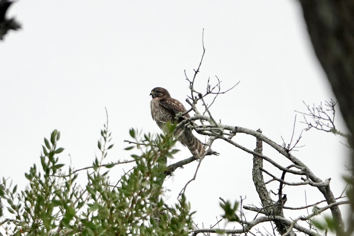 káně páskovaná - ML646458900