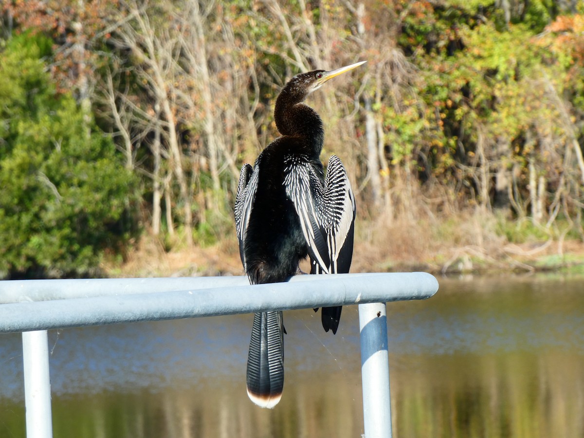 Anhinga - ML646458901