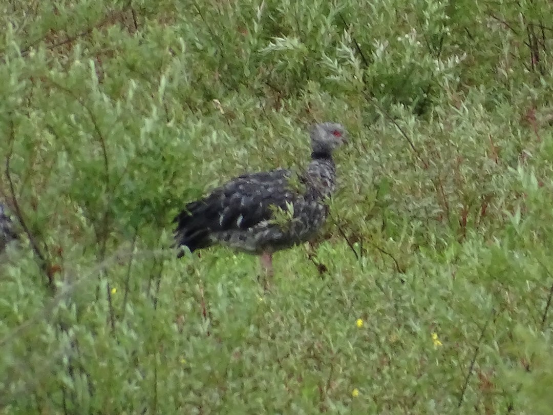 Southern Screamer - ML646458905