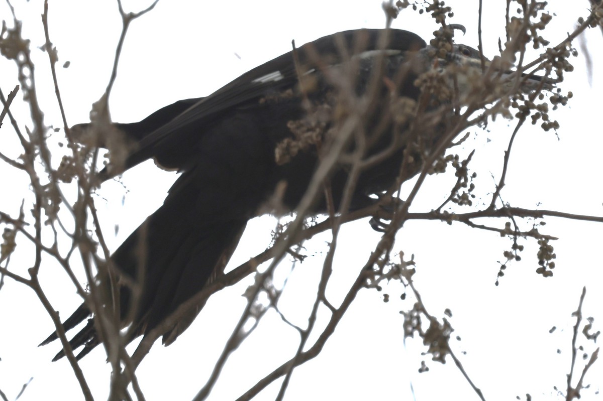 datel chocholatý - ML646458909