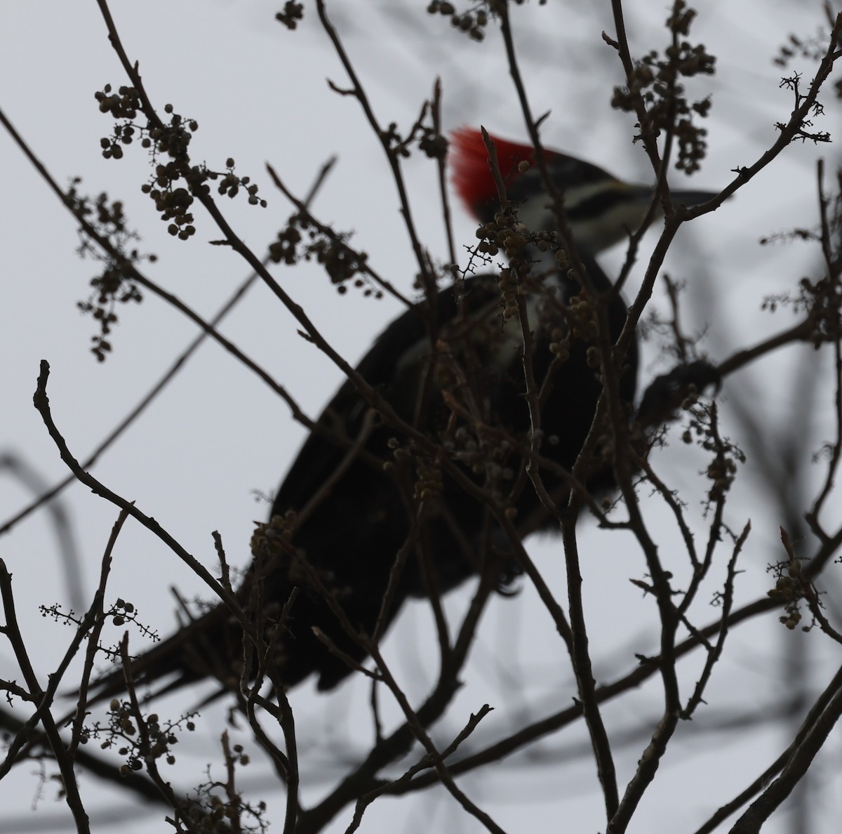 datel chocholatý - ML646458910