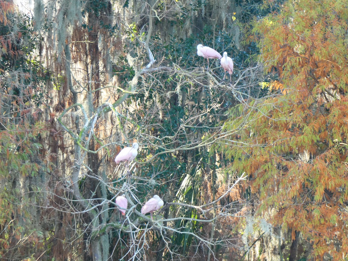 Roseate Spoonbill - ML646458912