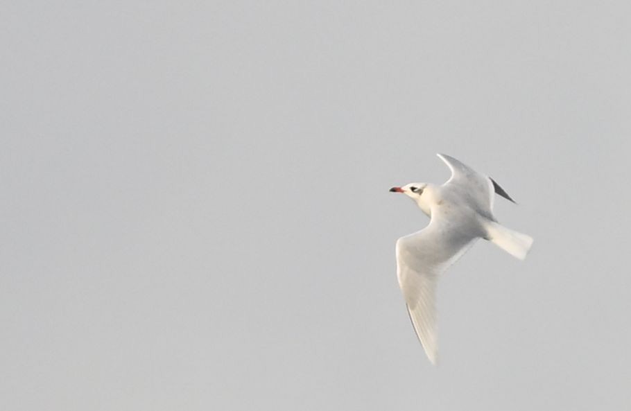 racek černohlavý - ML646458914