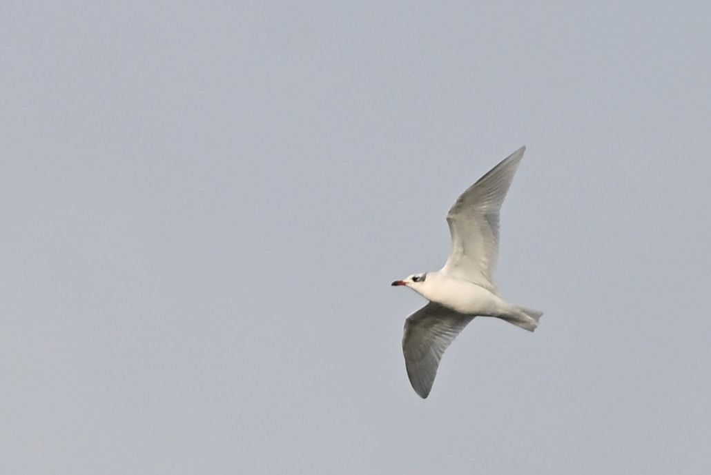 racek černohlavý - ML646458915