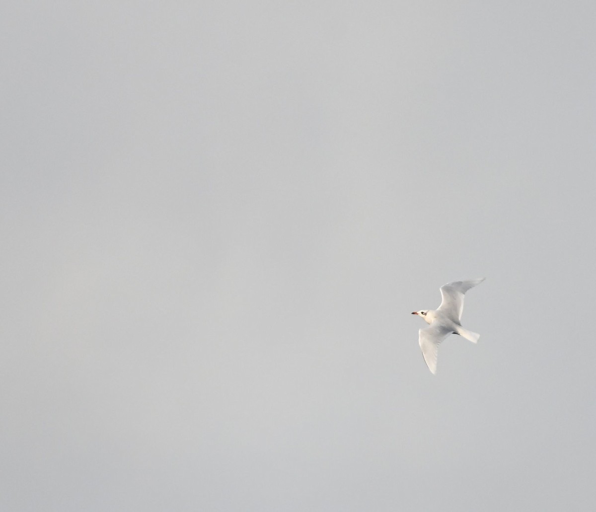 racek černohlavý - ML646458916