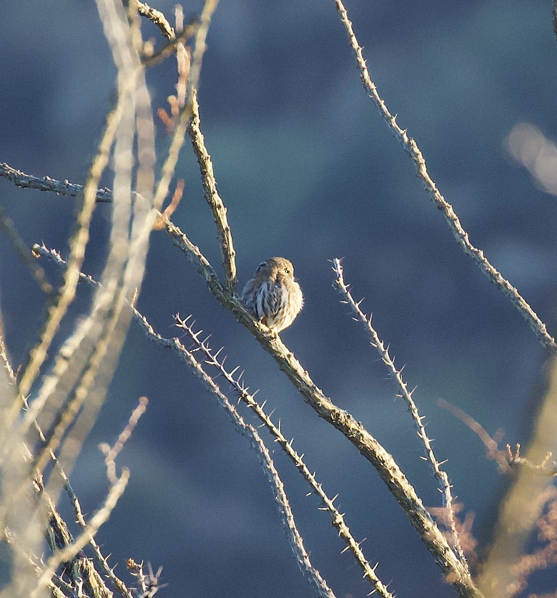 Ferruginous Pygmy-Owl (Ferruginous) - ML646458917