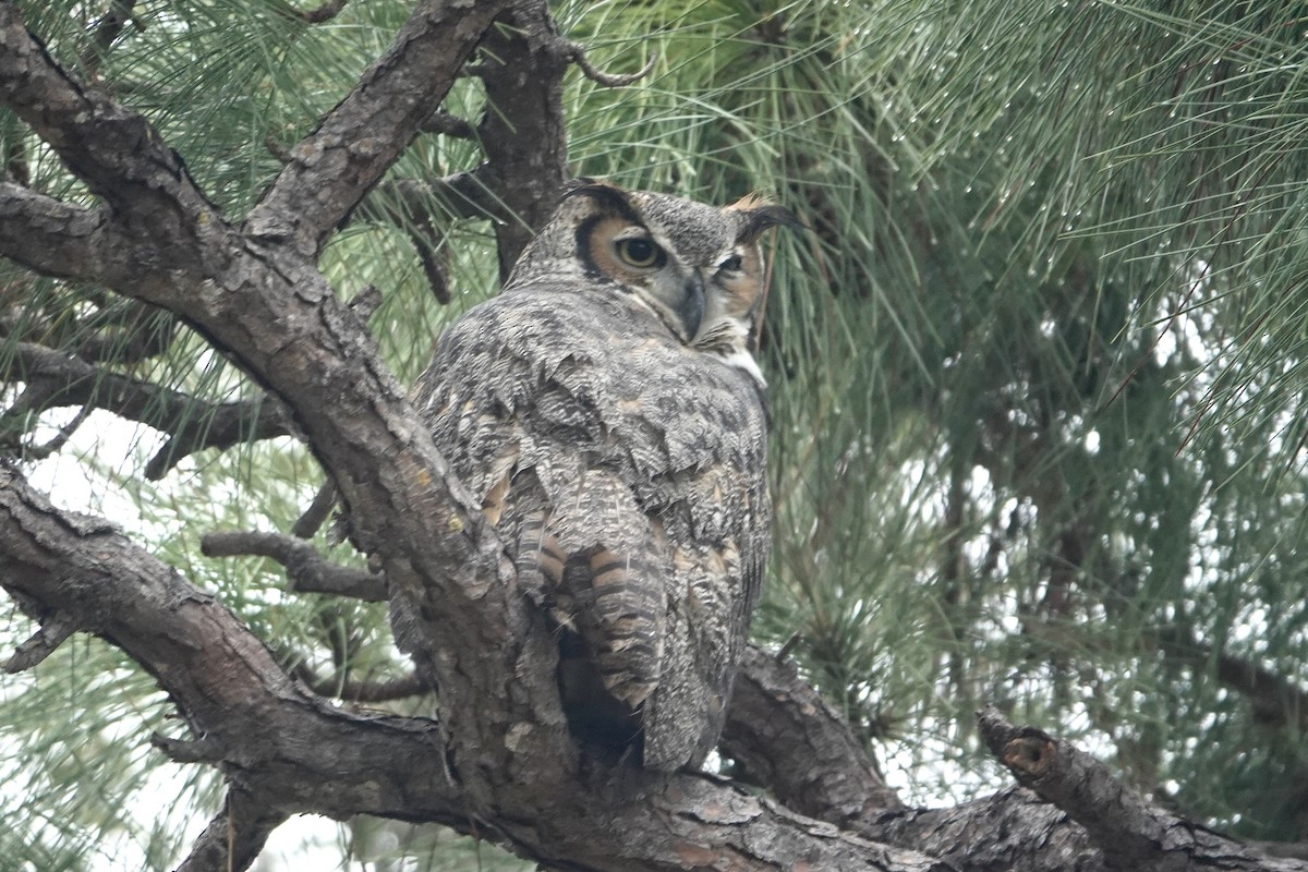 výr virginský - ML646458918