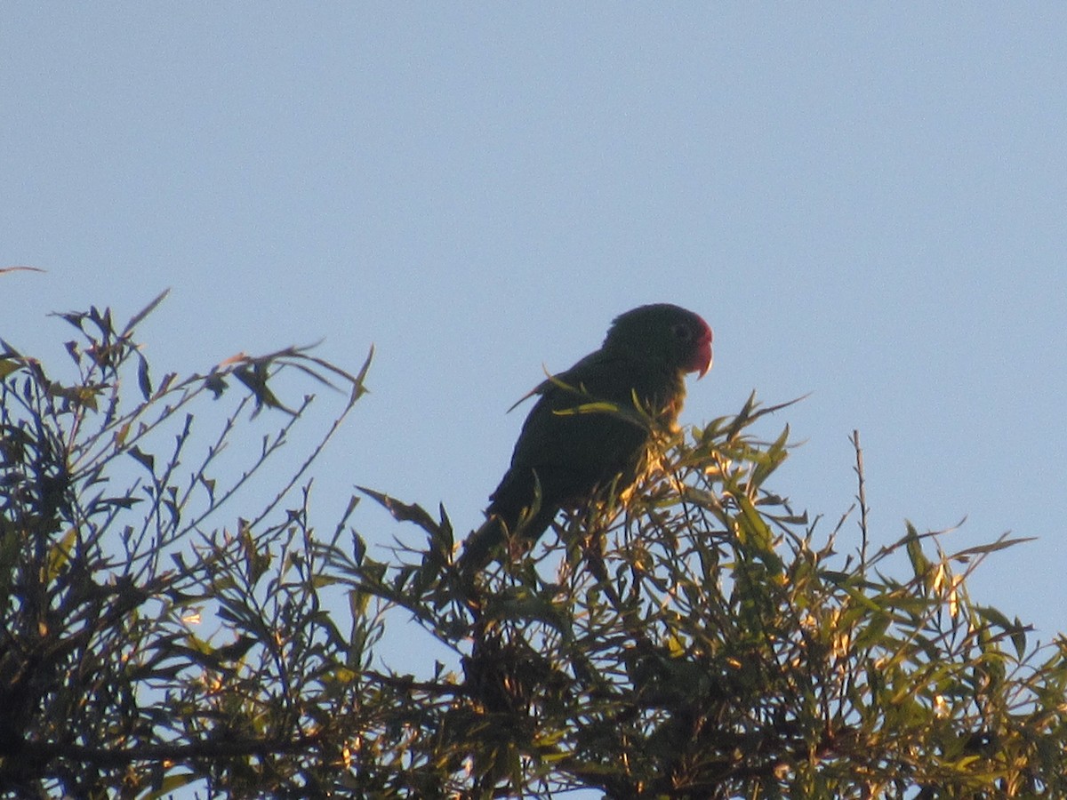 Crimson-fronted Parakeet - ML646458920