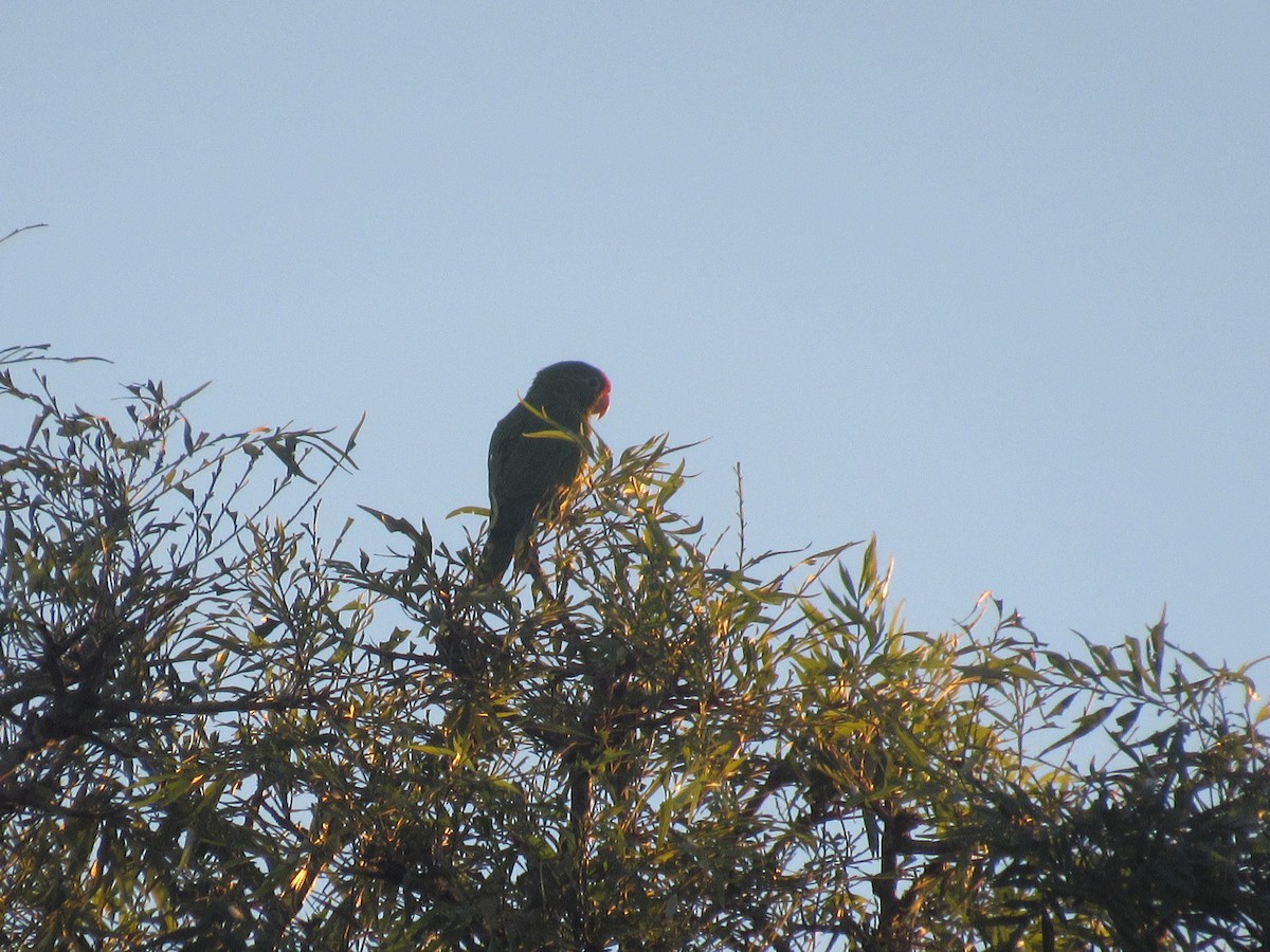 Crimson-fronted Parakeet - ML646458921