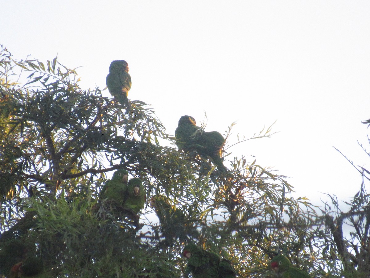 Crimson-fronted Parakeet - ML646458922