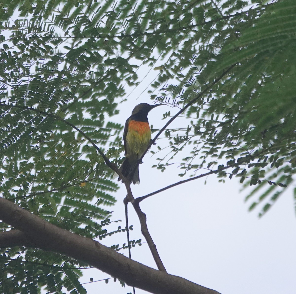 Palawan Sunbird - ML646458923