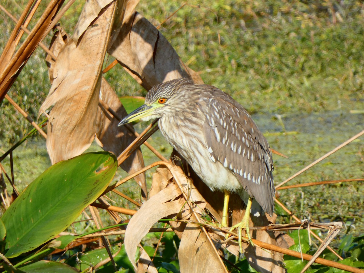 夜鷺(hoactli) - ML646458924