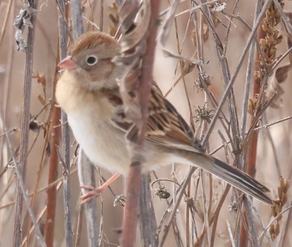 Field Sparrow - ML646458925