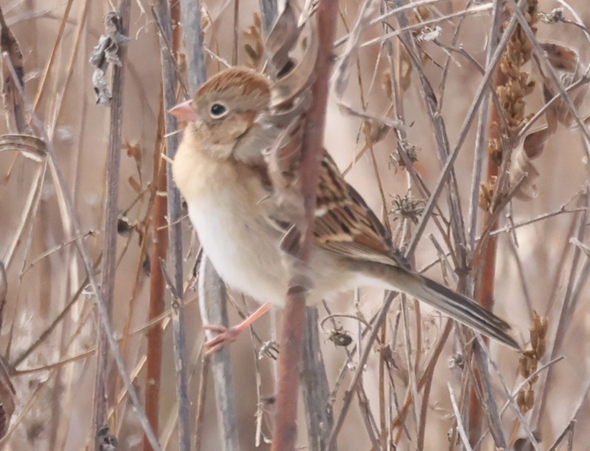 Field Sparrow - ML646458926