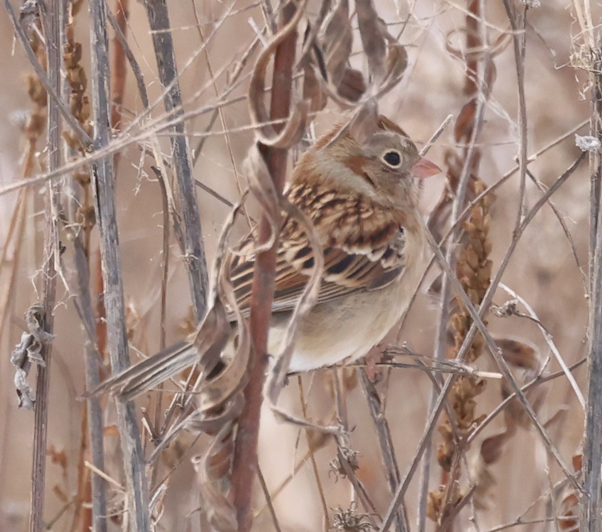 Field Sparrow - ML646458927