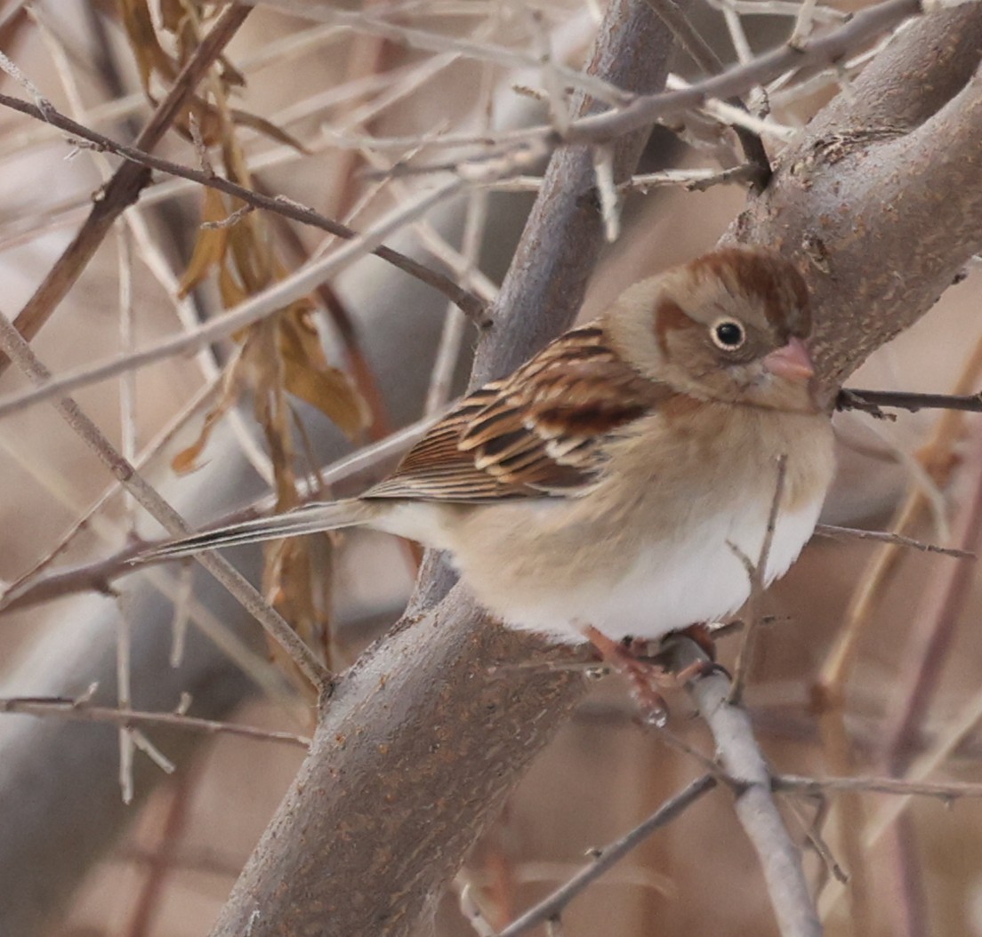 Field Sparrow - ML646458928