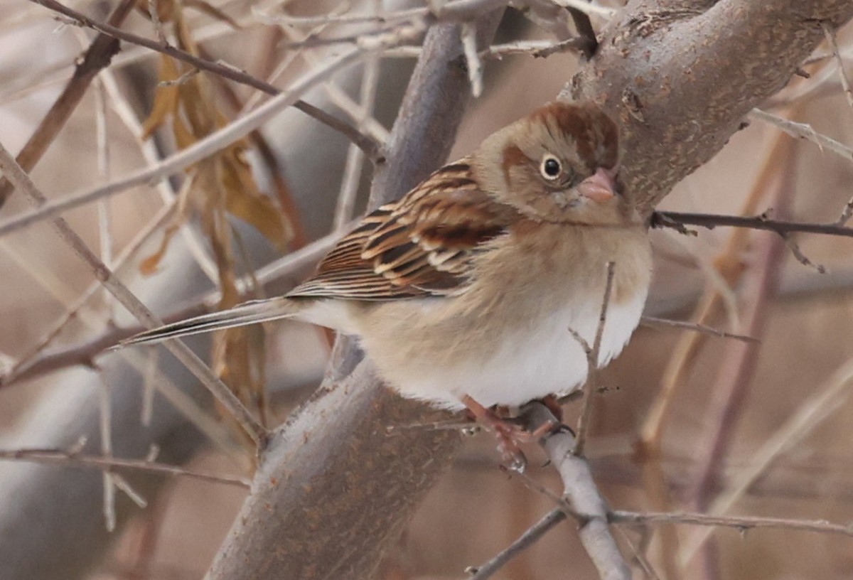 Field Sparrow - ML646458929